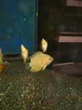 Severum Gold SM