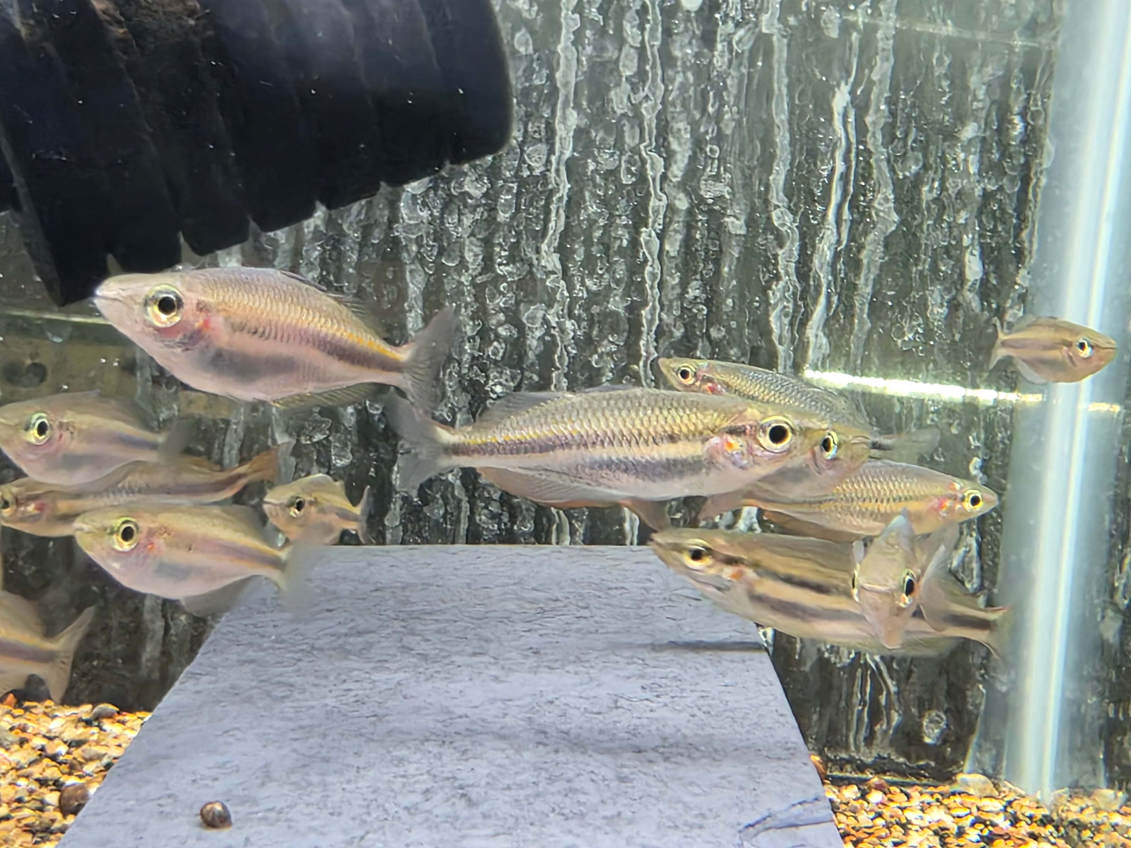 Melanotaenia sp. Kiunga "Rainbow"