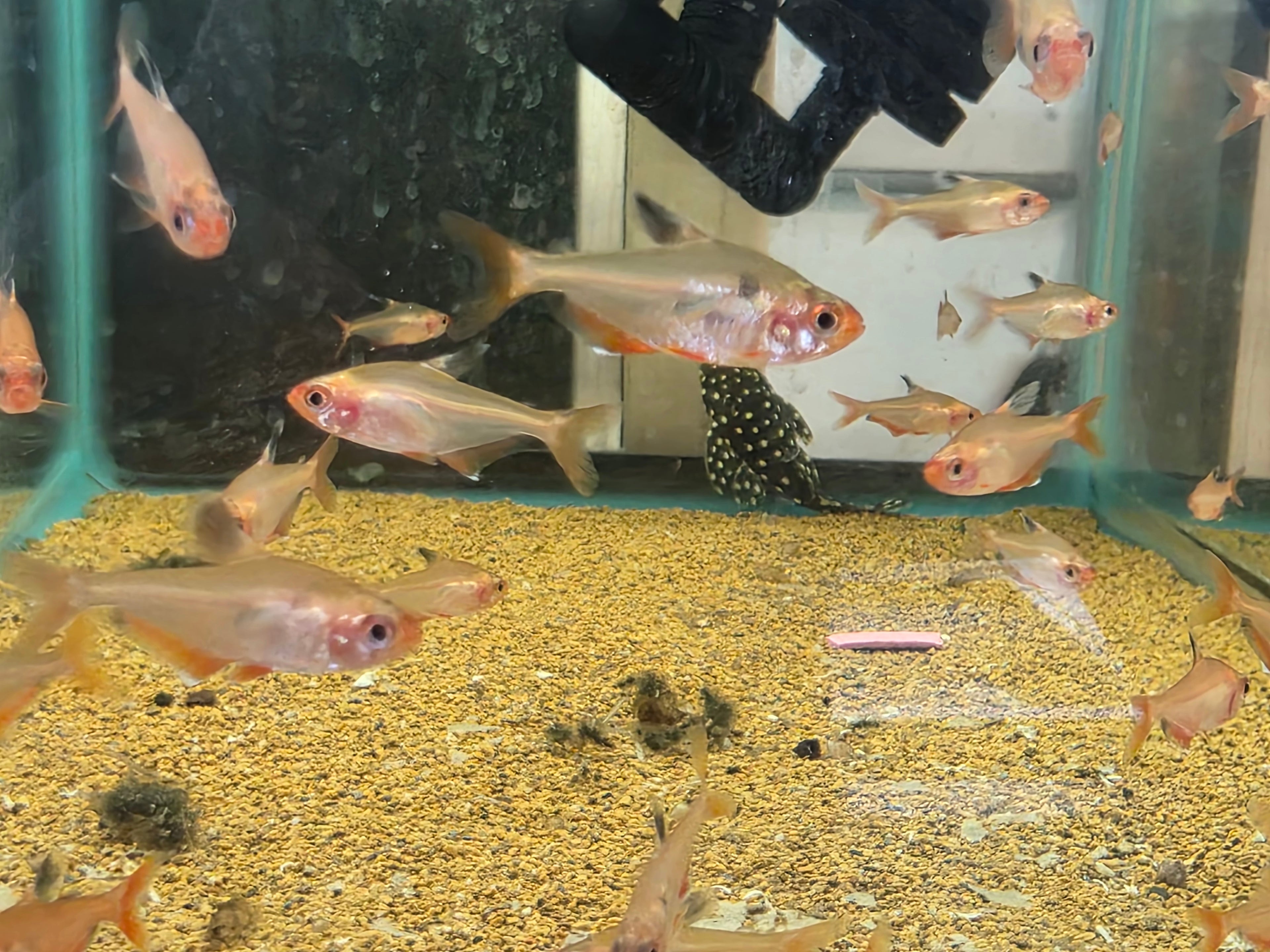 Tetra Serpae "Red Minor"