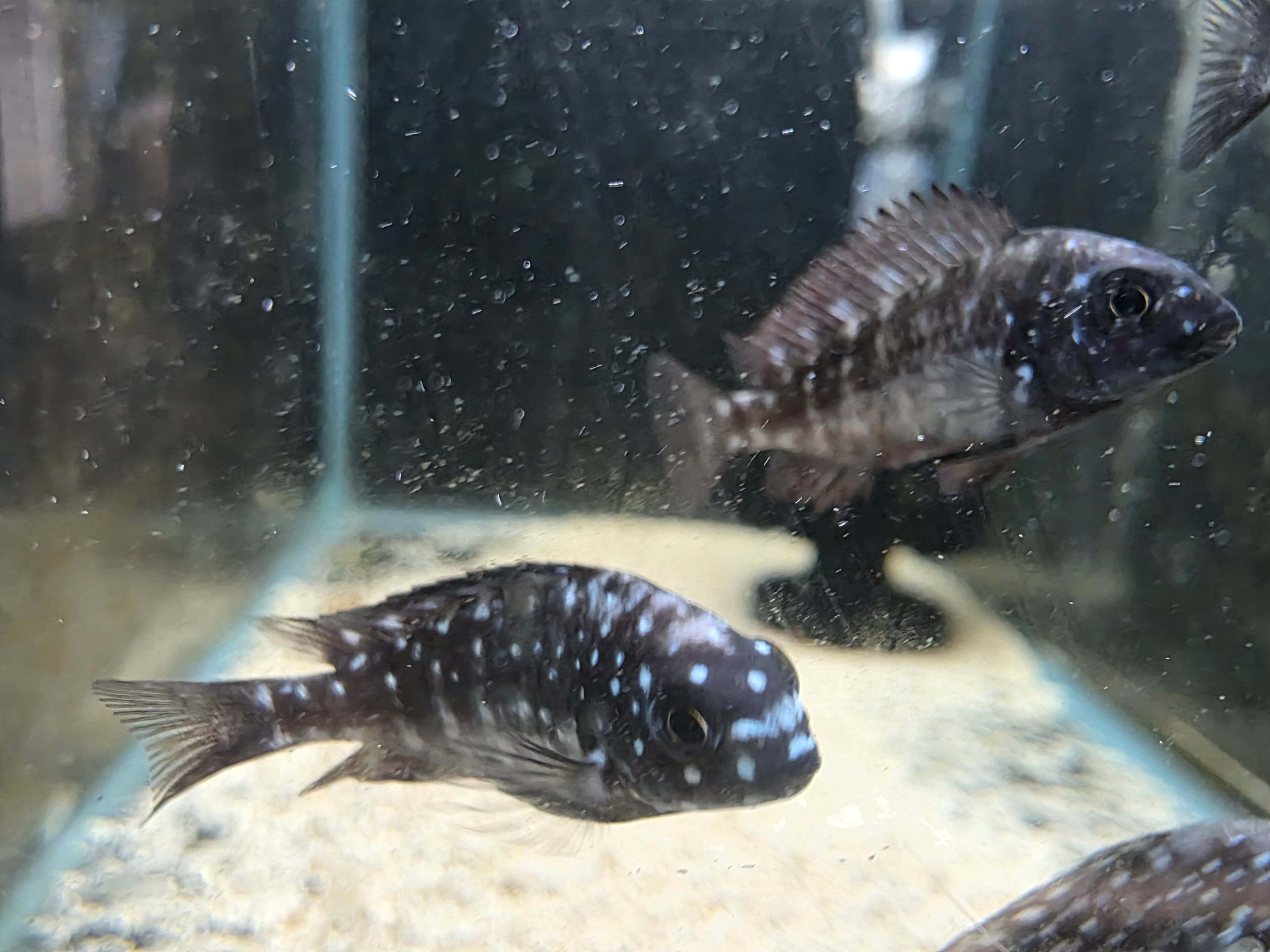 Tropheus Duboisi "Maswa"