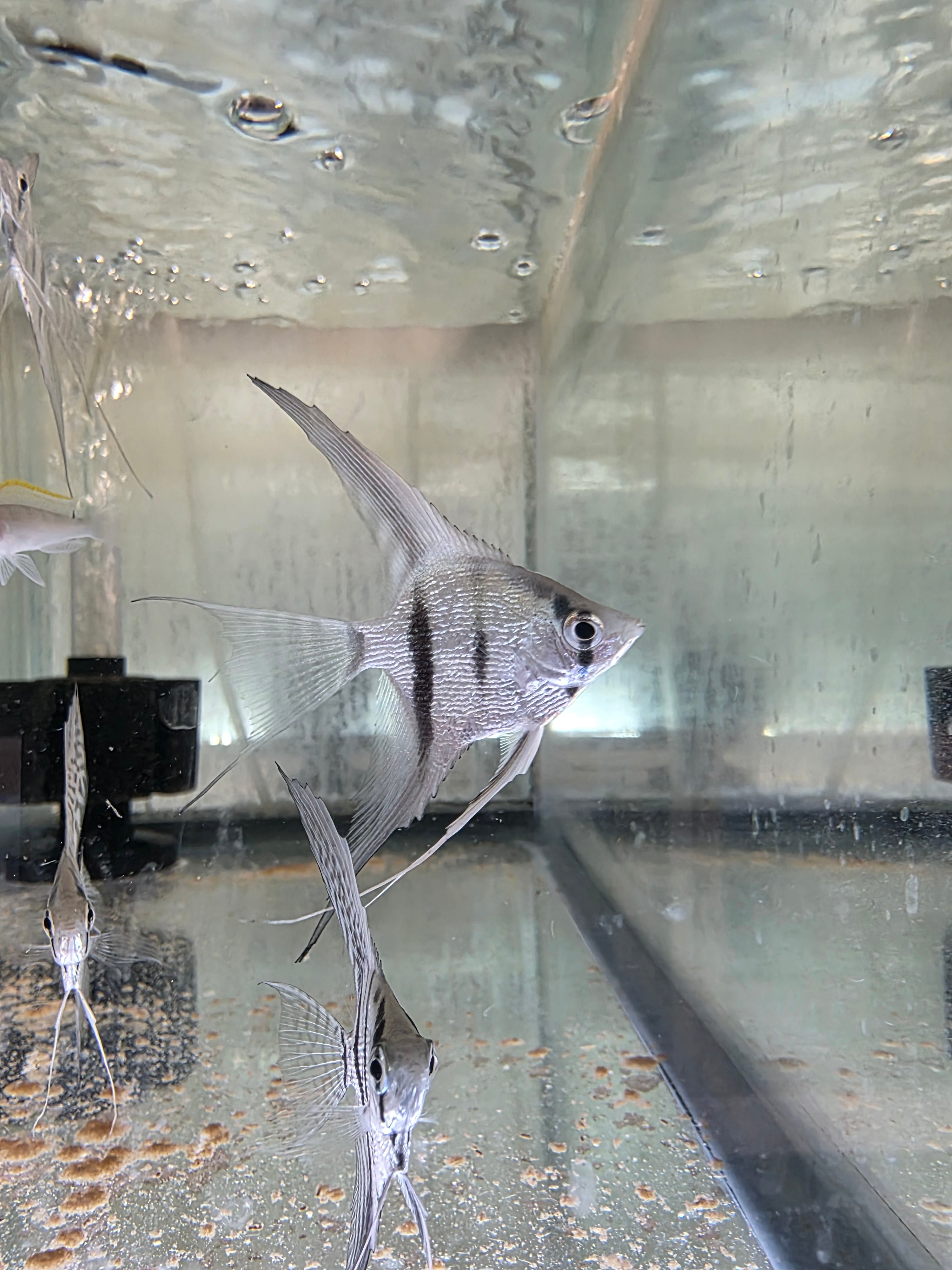 Angel Blue Zebra Platinum "Veil"