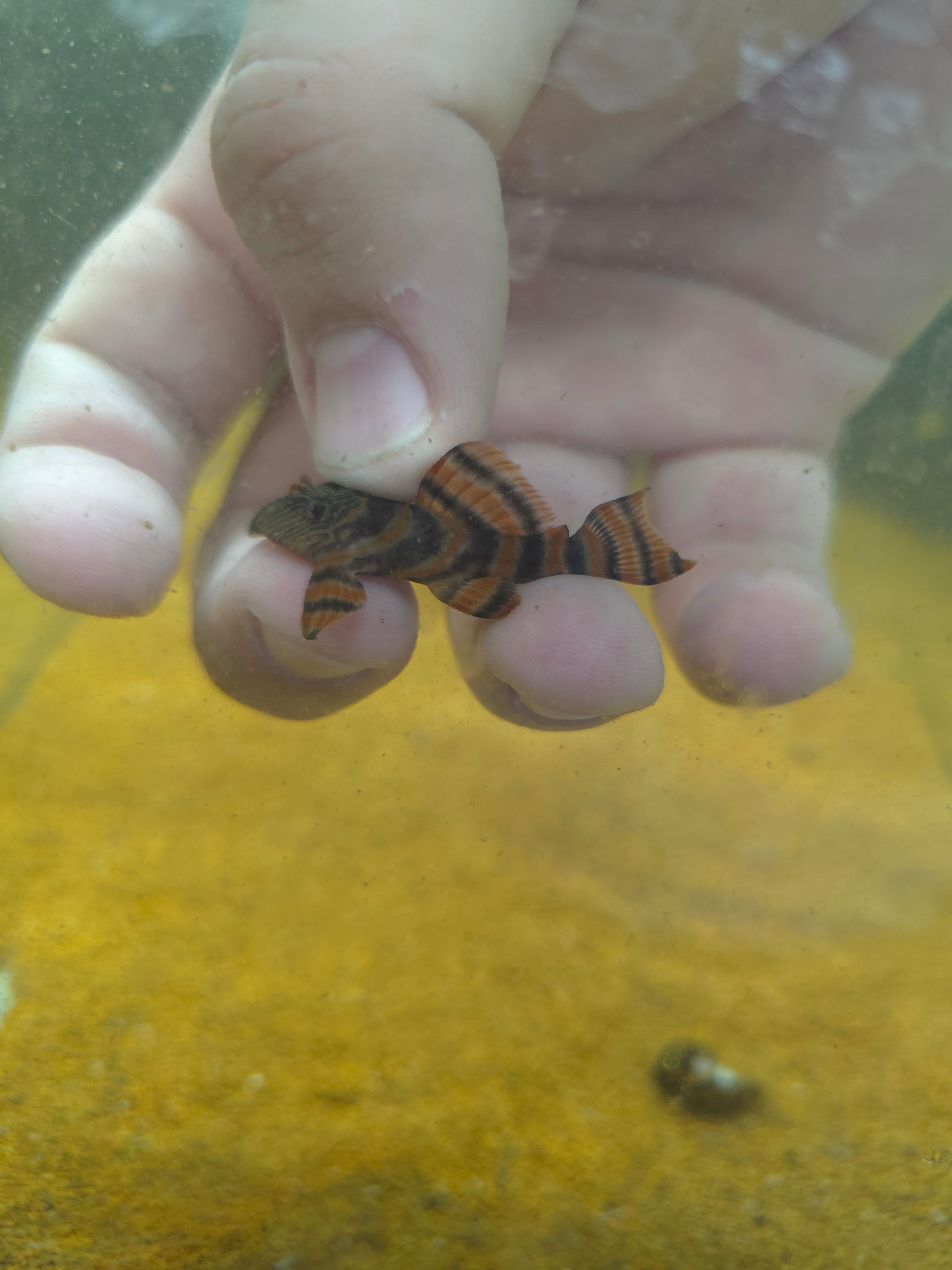 Panaqolus Sp. Alenquer Red Tiger L397 - 2"