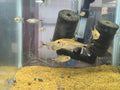 Hyphessobrycon Moniliger "Jeweled Golden Tetra"