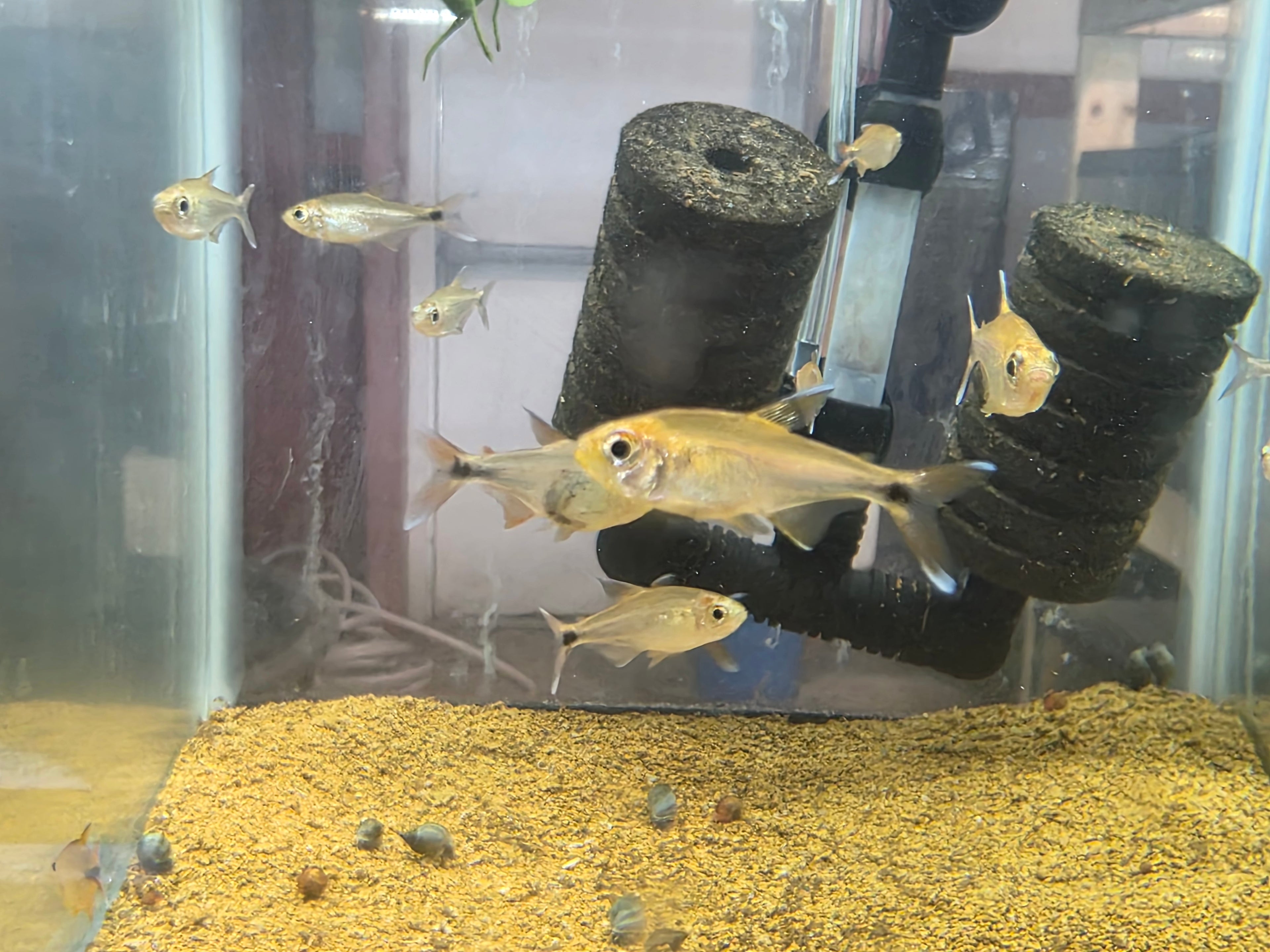 Hyphessobrycon Moniliger "Jeweled Golden Tetra"
