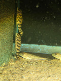 Peckoltia vittata - Candy Stripe L015