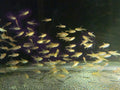 Tetra Pristella Maxillaris