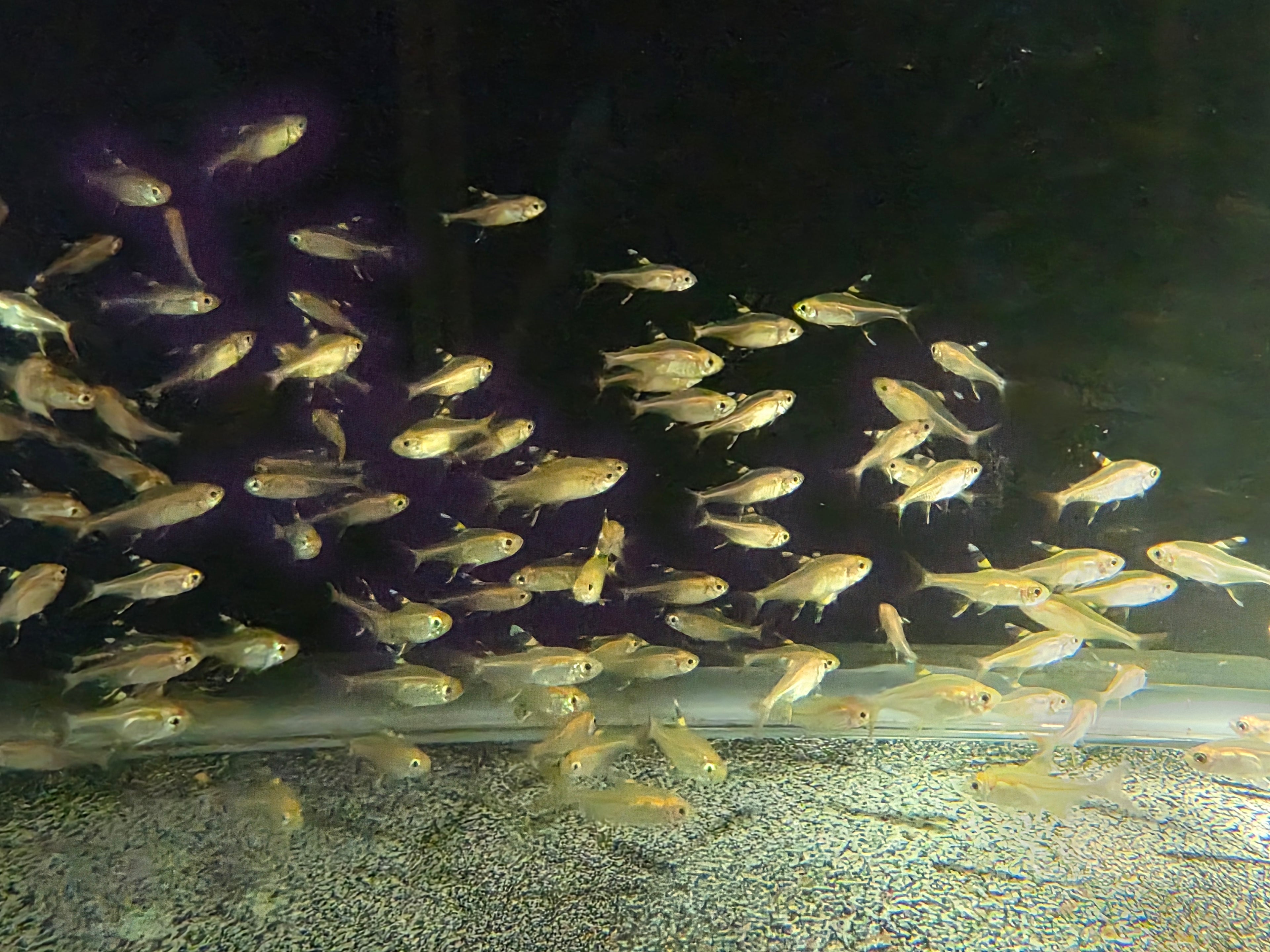 Tetra Pristella Maxillaris