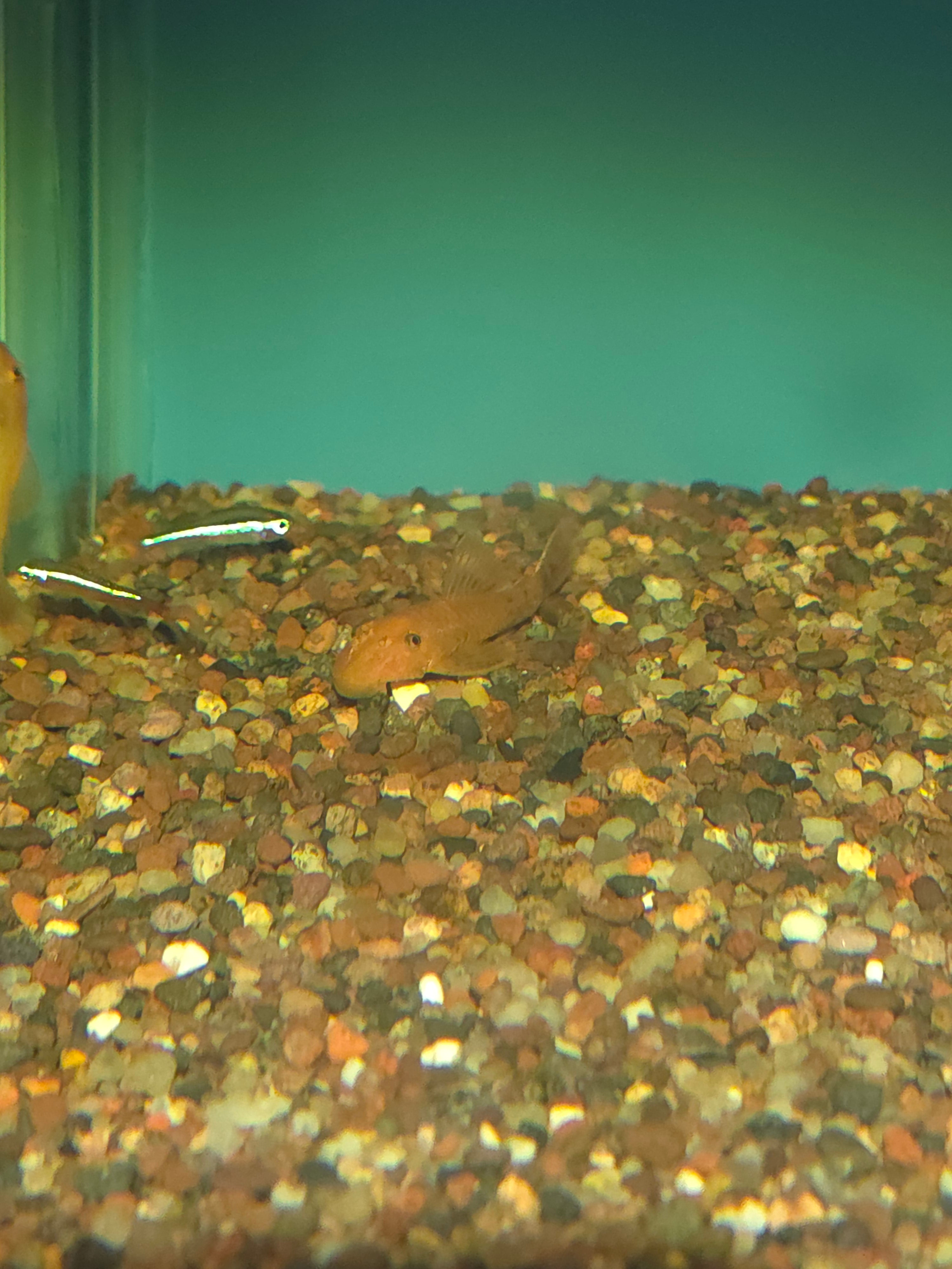 Ancistrus Sp. Super Red - 1.5"