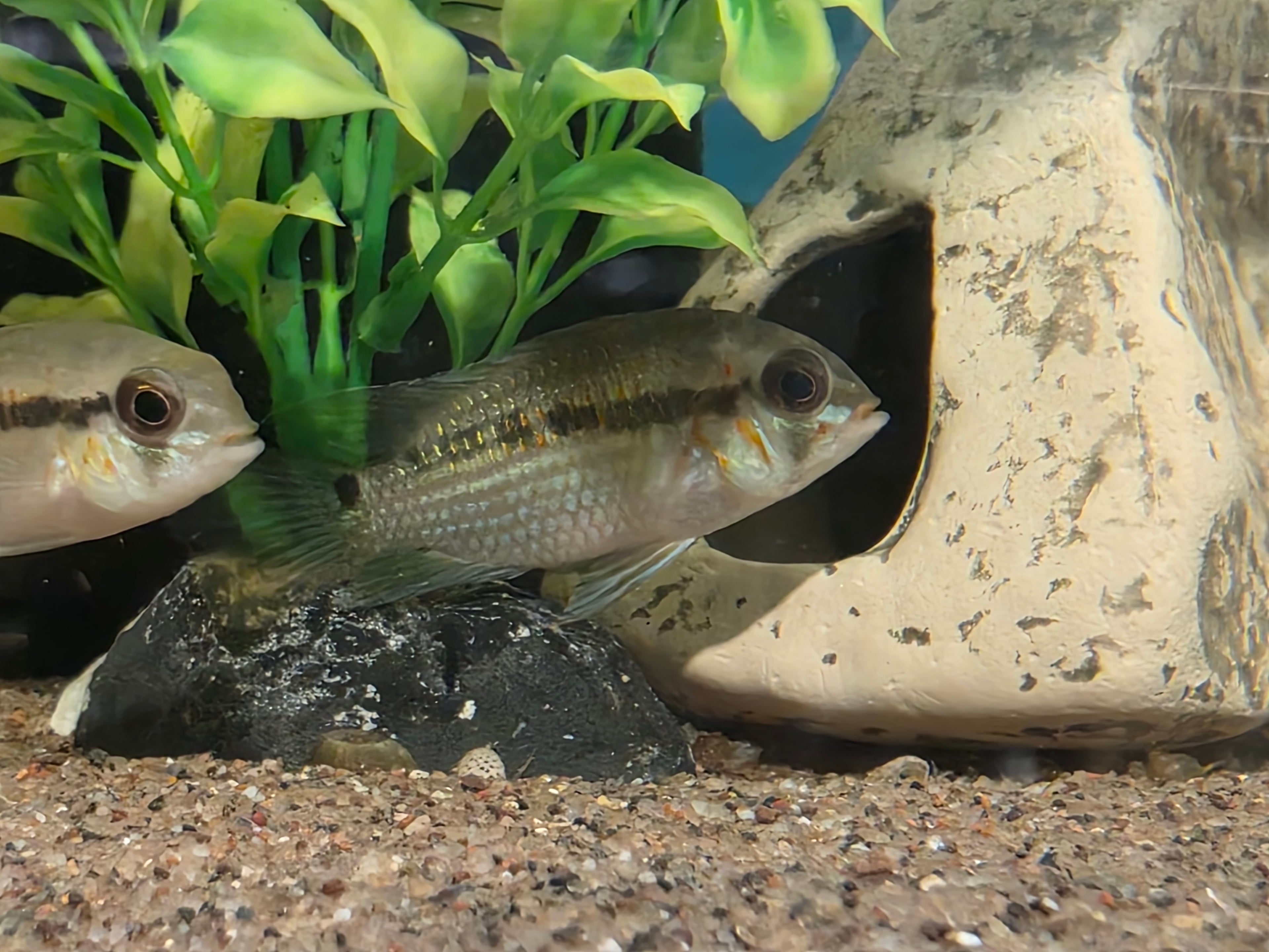 Krobia Xinguensis - Young Adults