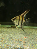 Angel Silver (Small)