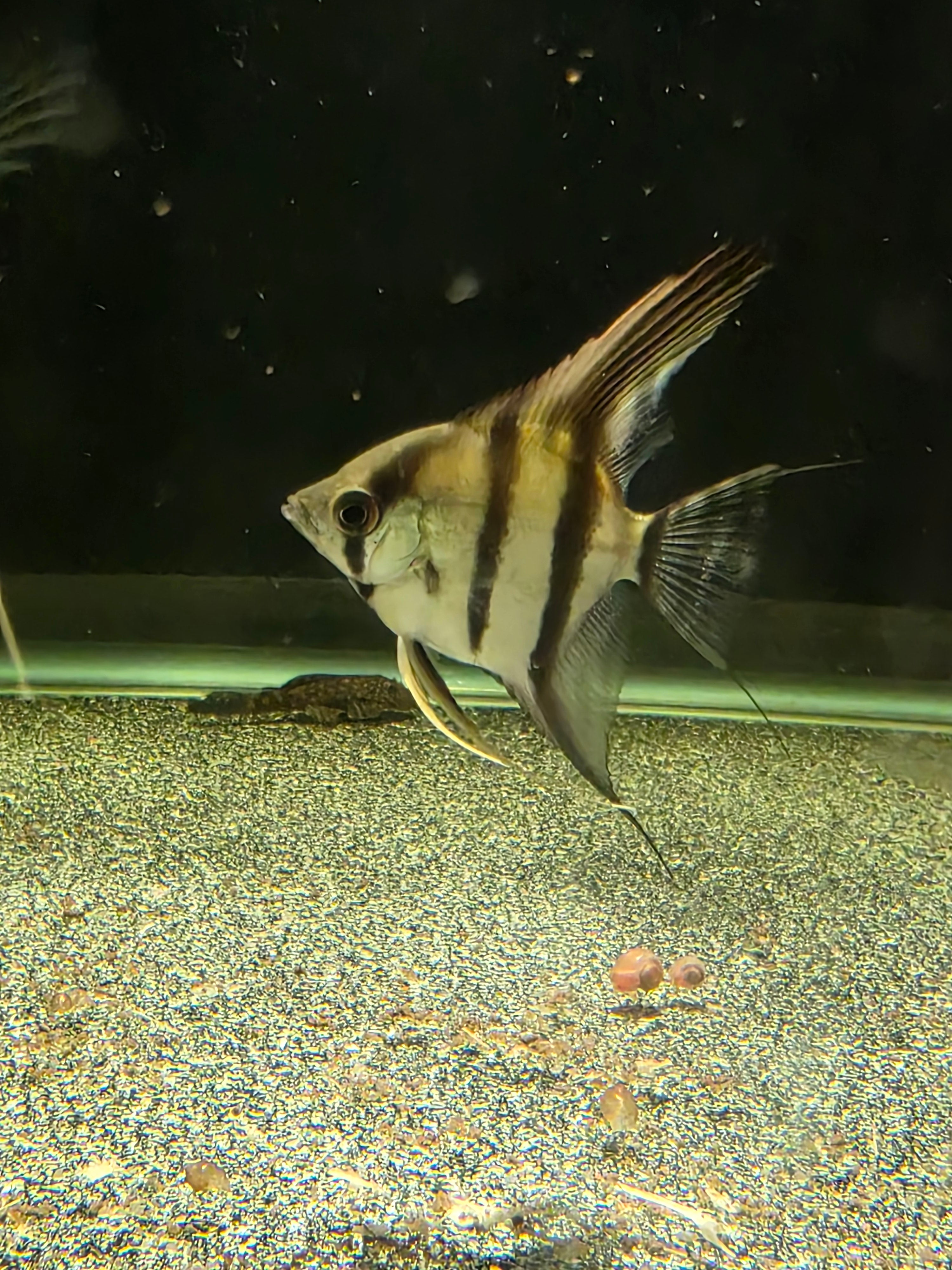 Angel Silver (Small)