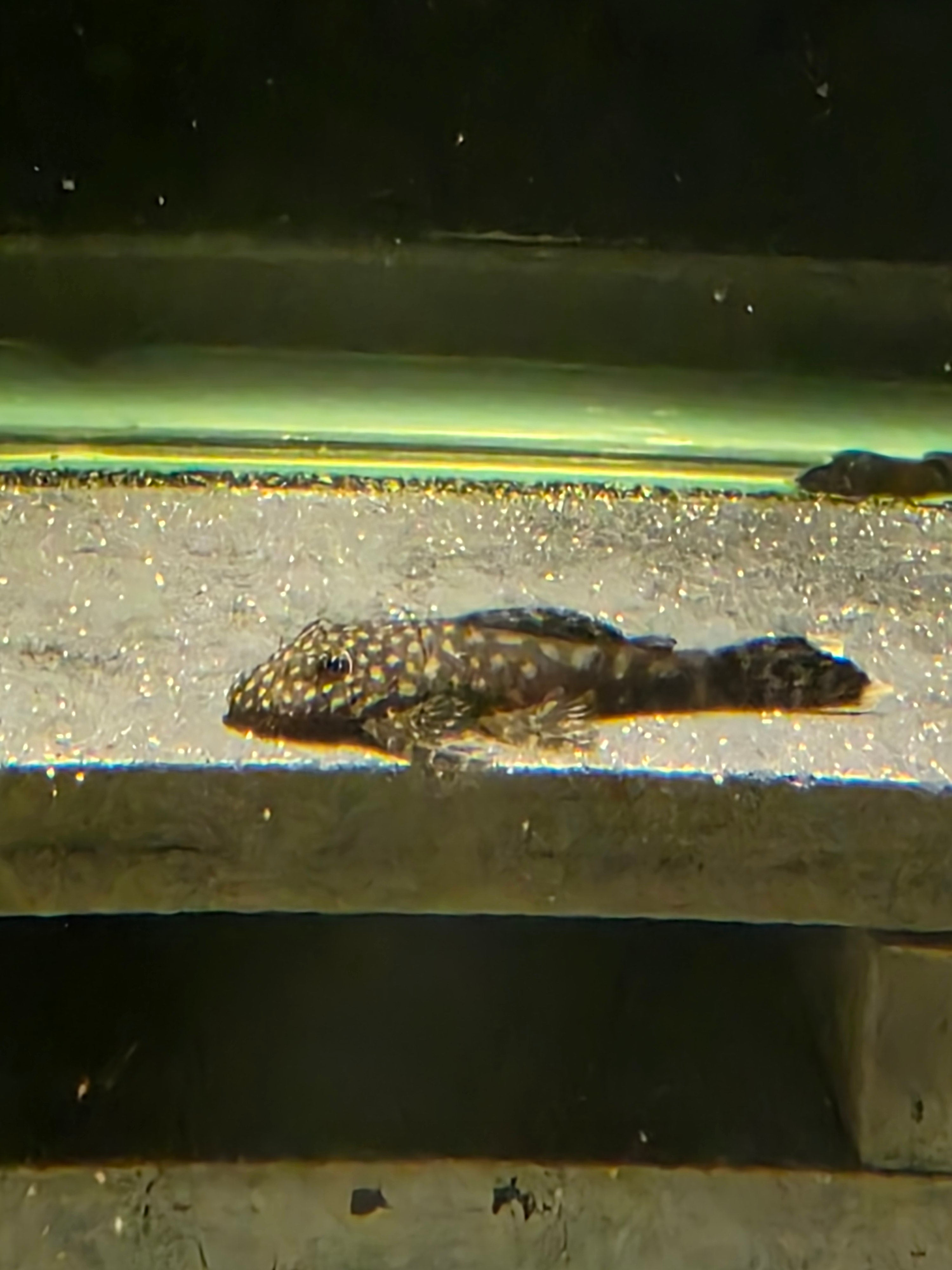 Ancistrus Sp. Lemon Drop 2"
