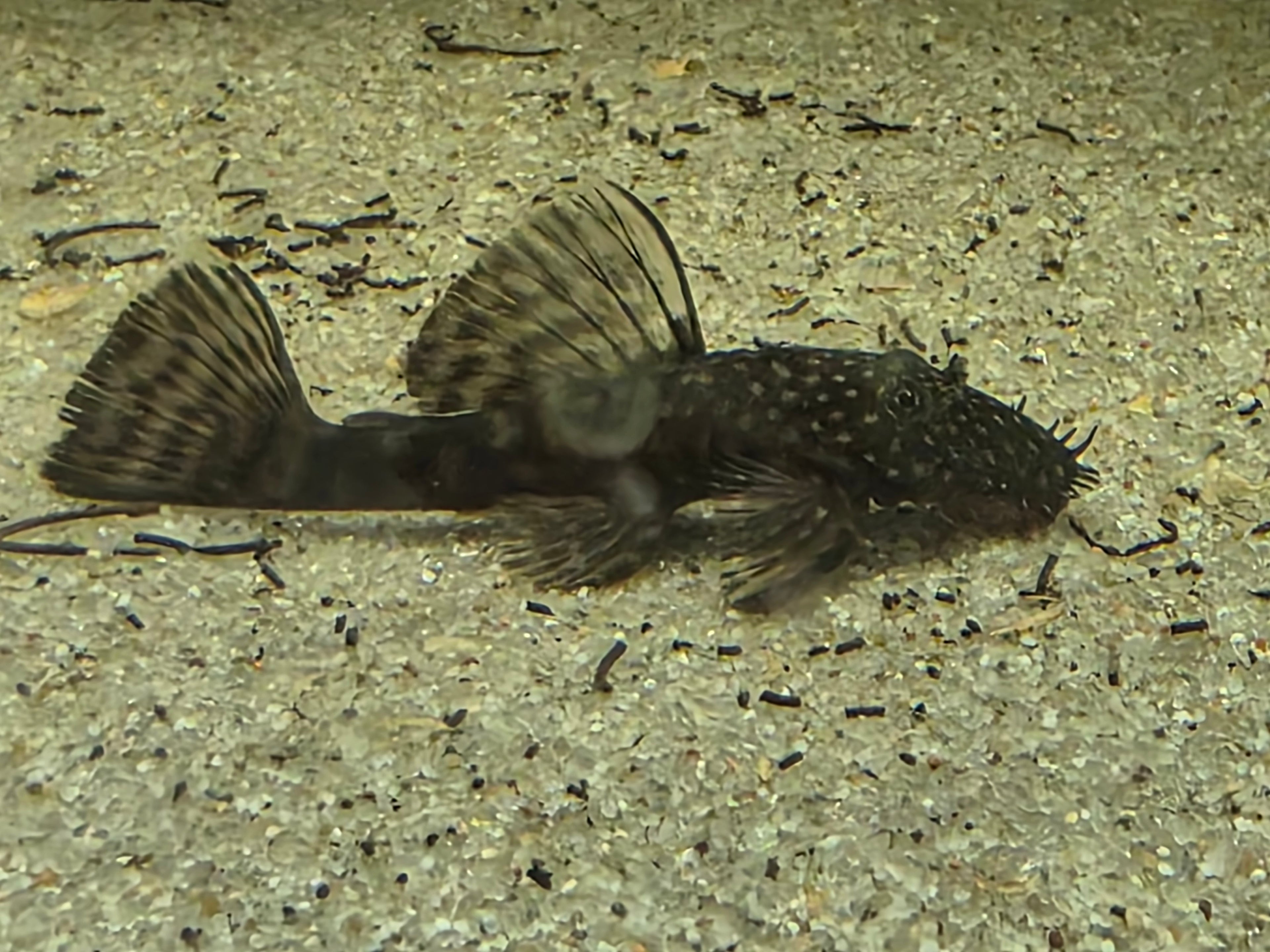 Ancistrus Bristlenose - BROWN 3"