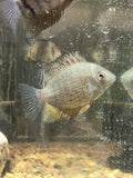 Peruvian Green Severum