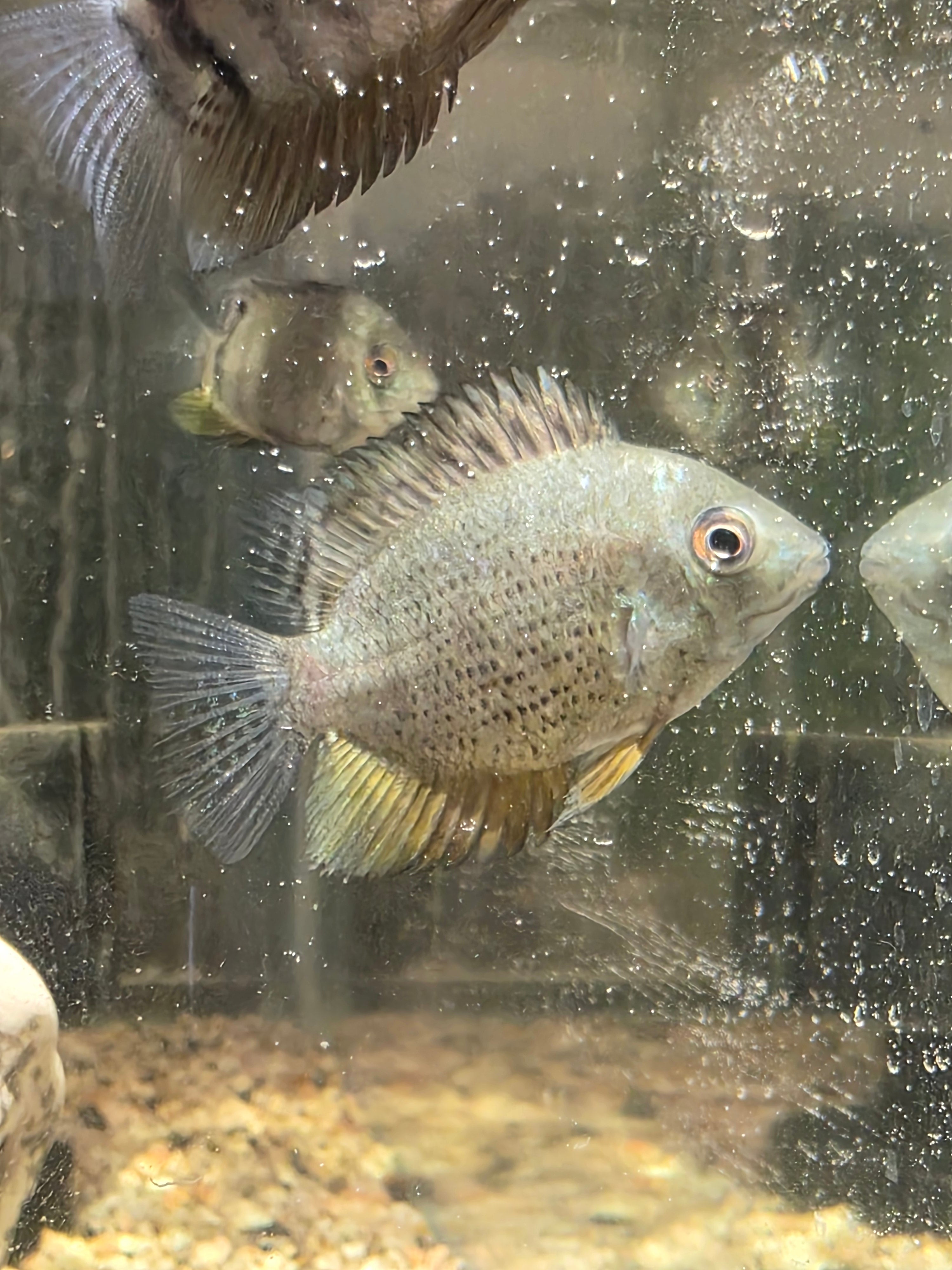 Peruvian Green Severum