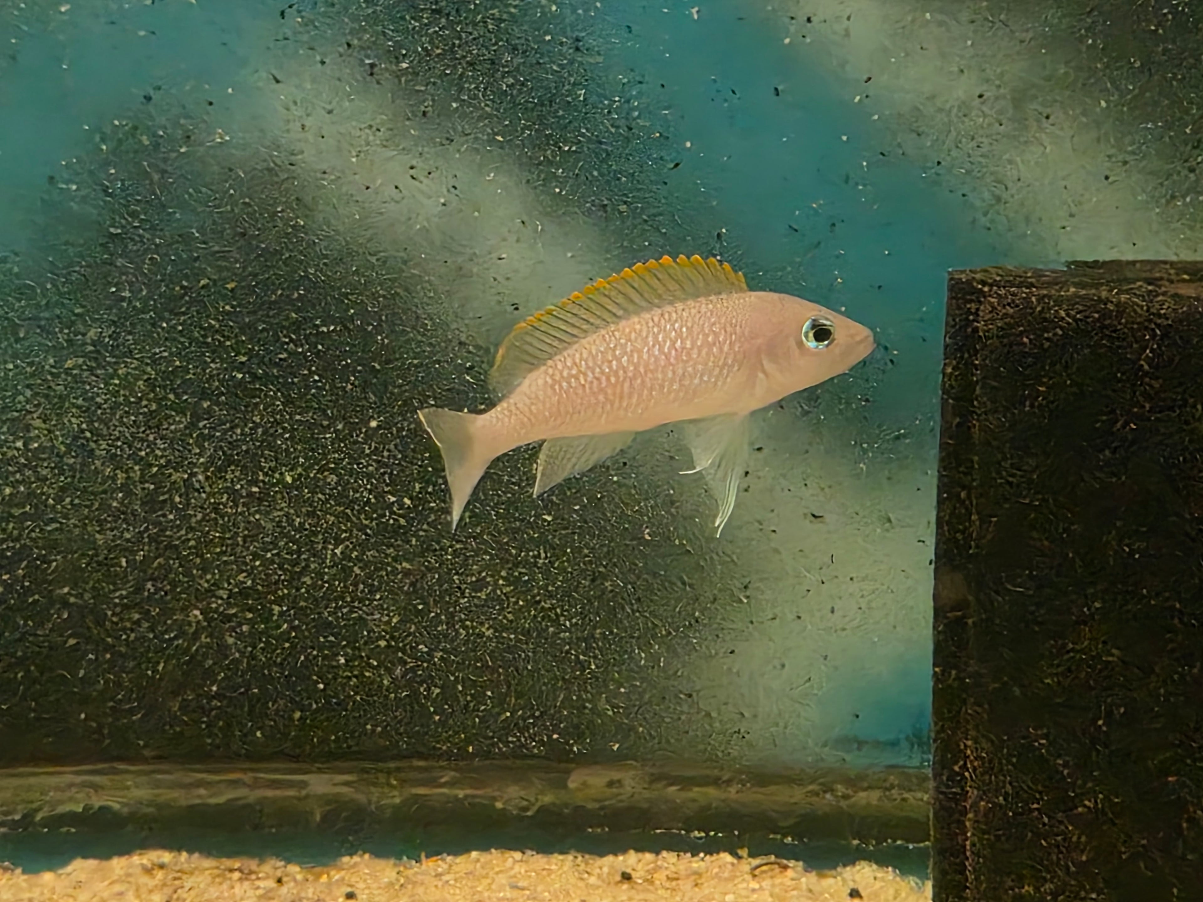 Neolamprologus Caudopunctatus "Kapampa" - Red Fin Shellie