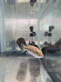 Hemichromis Elongatus (FIVE STAR GENERAL)