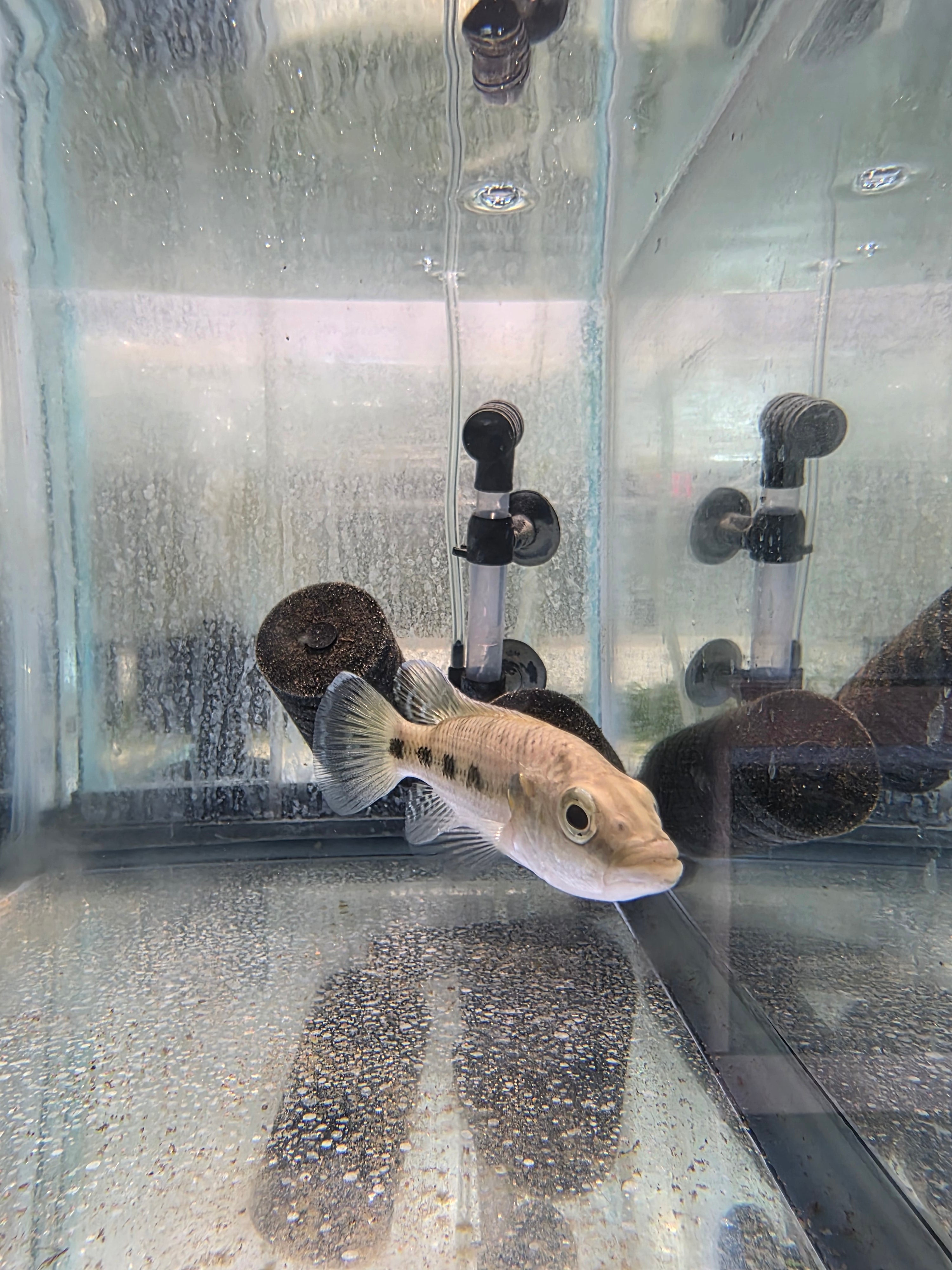 Hemichromis Elongatus (FIVE STAR GENERAL)