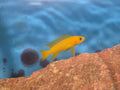 Neolamprologus Leleupi
