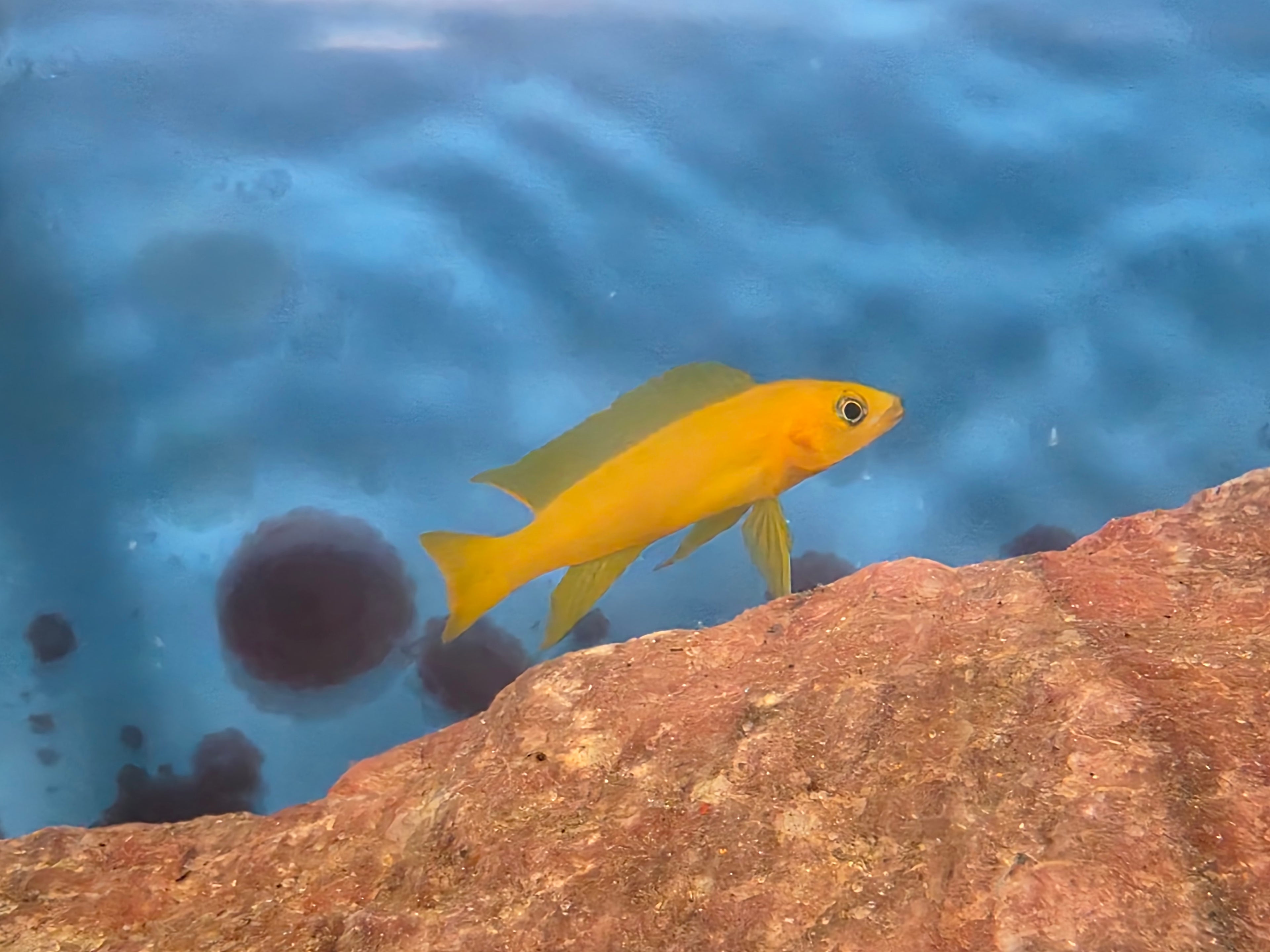 Neolamprologus Leleupi