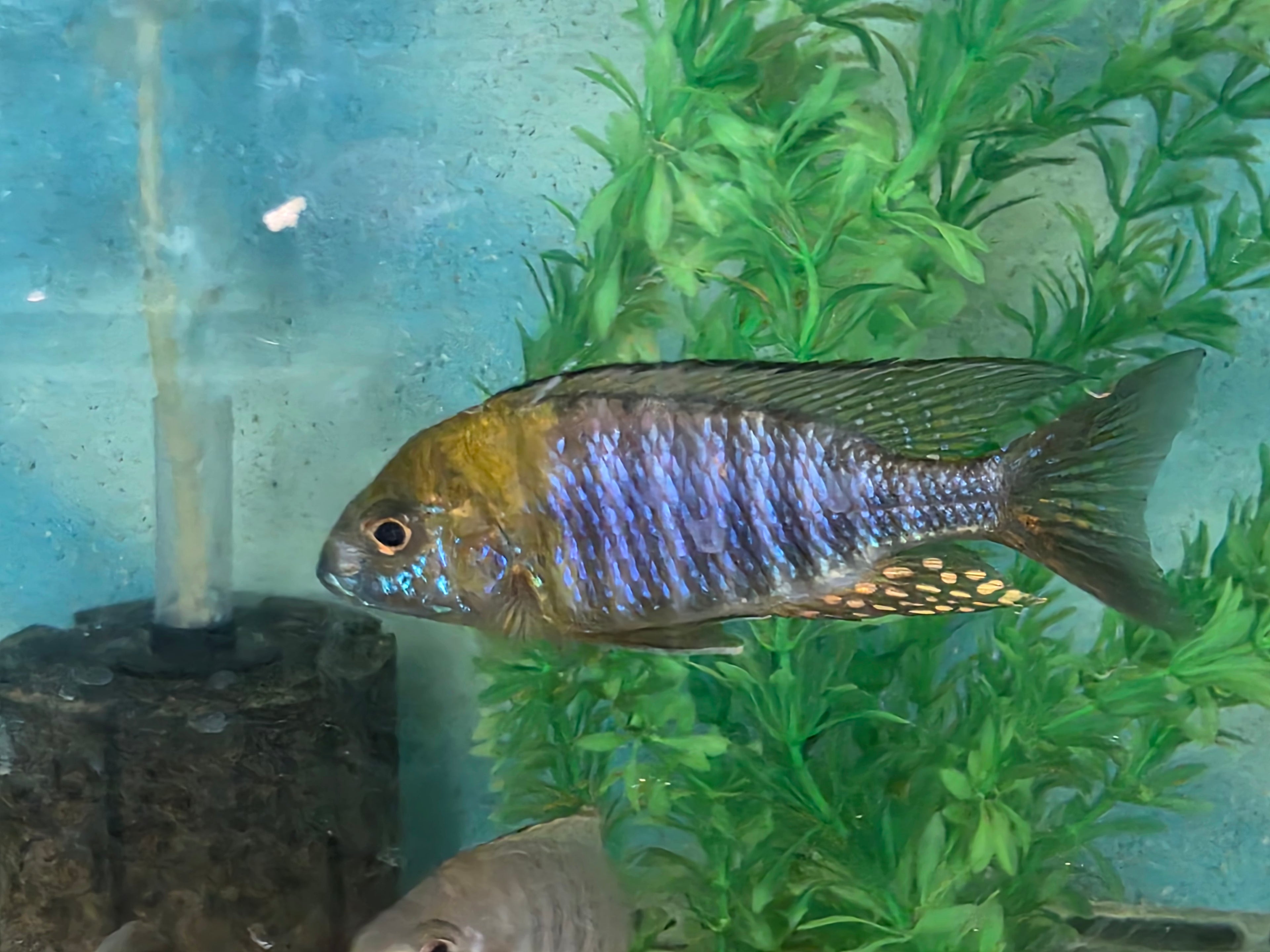 Aulonocara sp. "Chitande type north" Nkhata Bay (MALE)