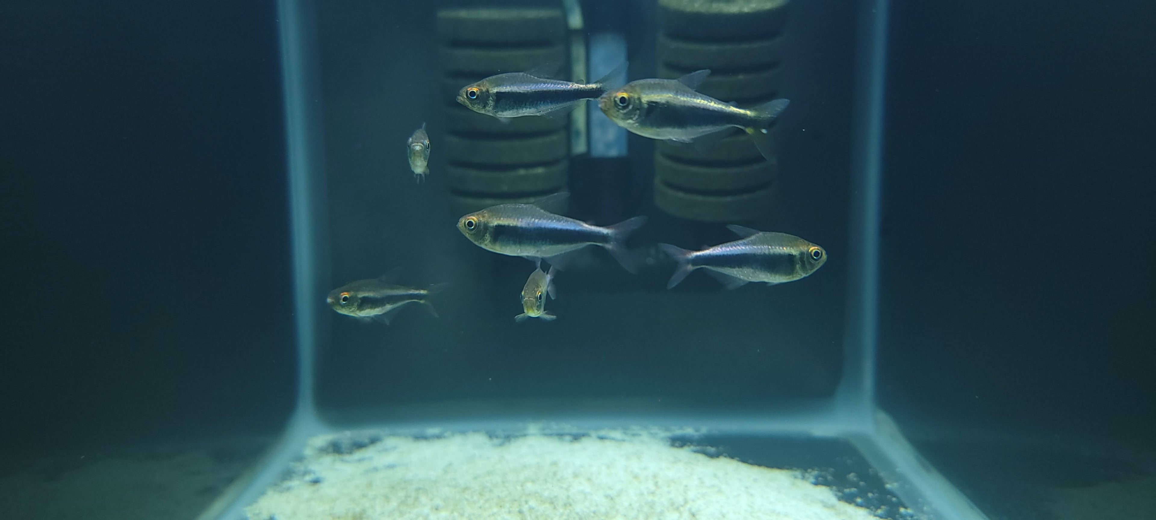 Tetra Hyphessobyrcon Margitae "Bleeding Blue"