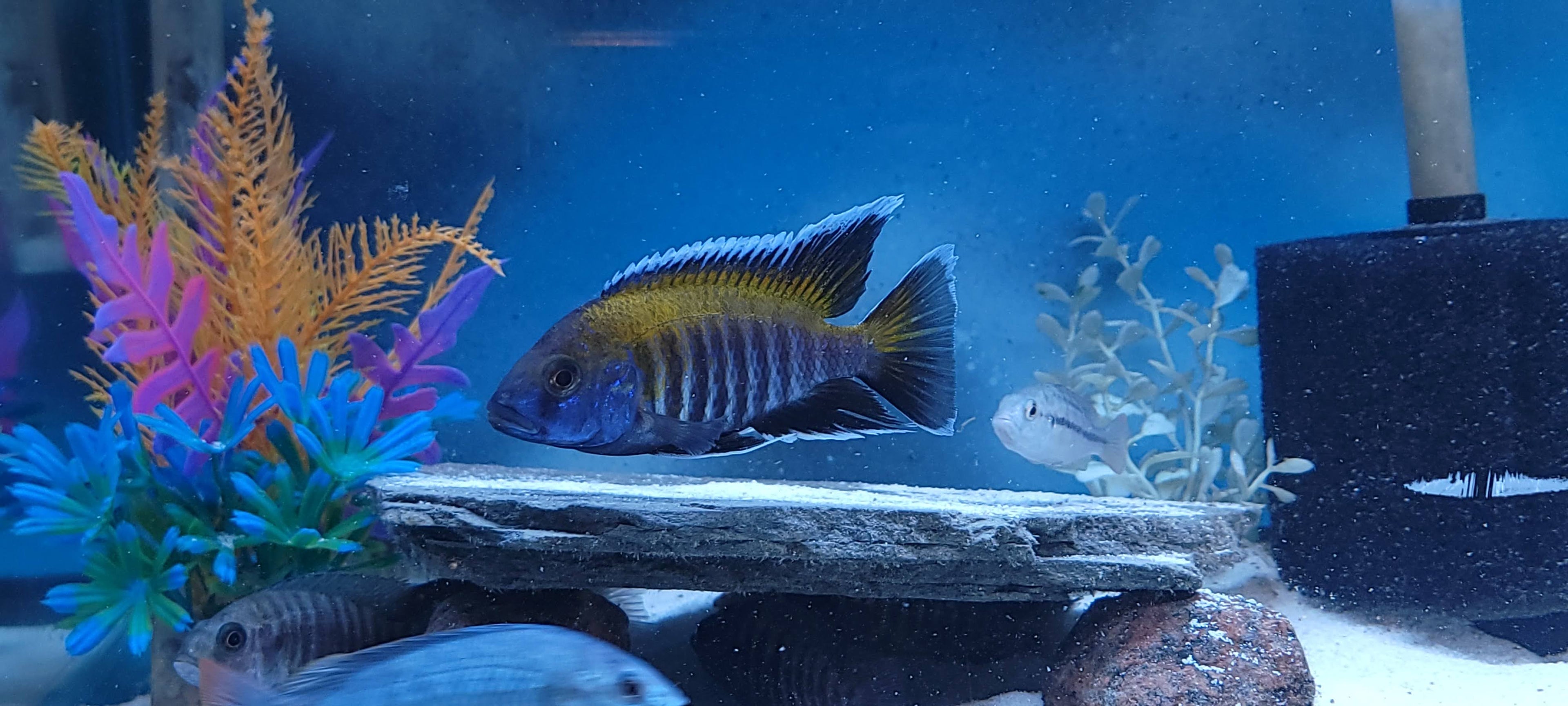 Aulonocara Sp. Walteri F1 (Young Males 2-3")
