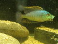 Protomelas Similis - Turqouise Hap.
