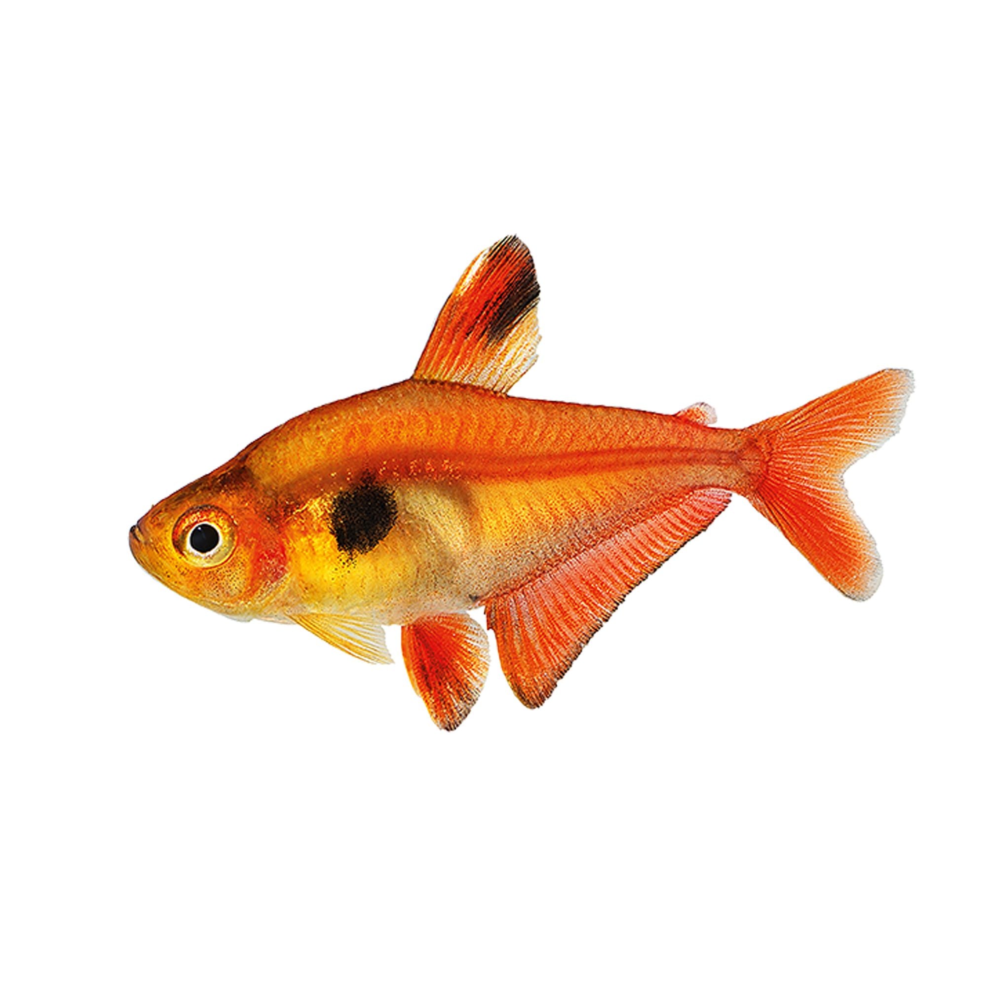 Tetra Serpae "Red Minor"