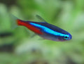Tetra Neon