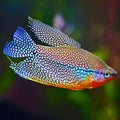 Gourami Pearl