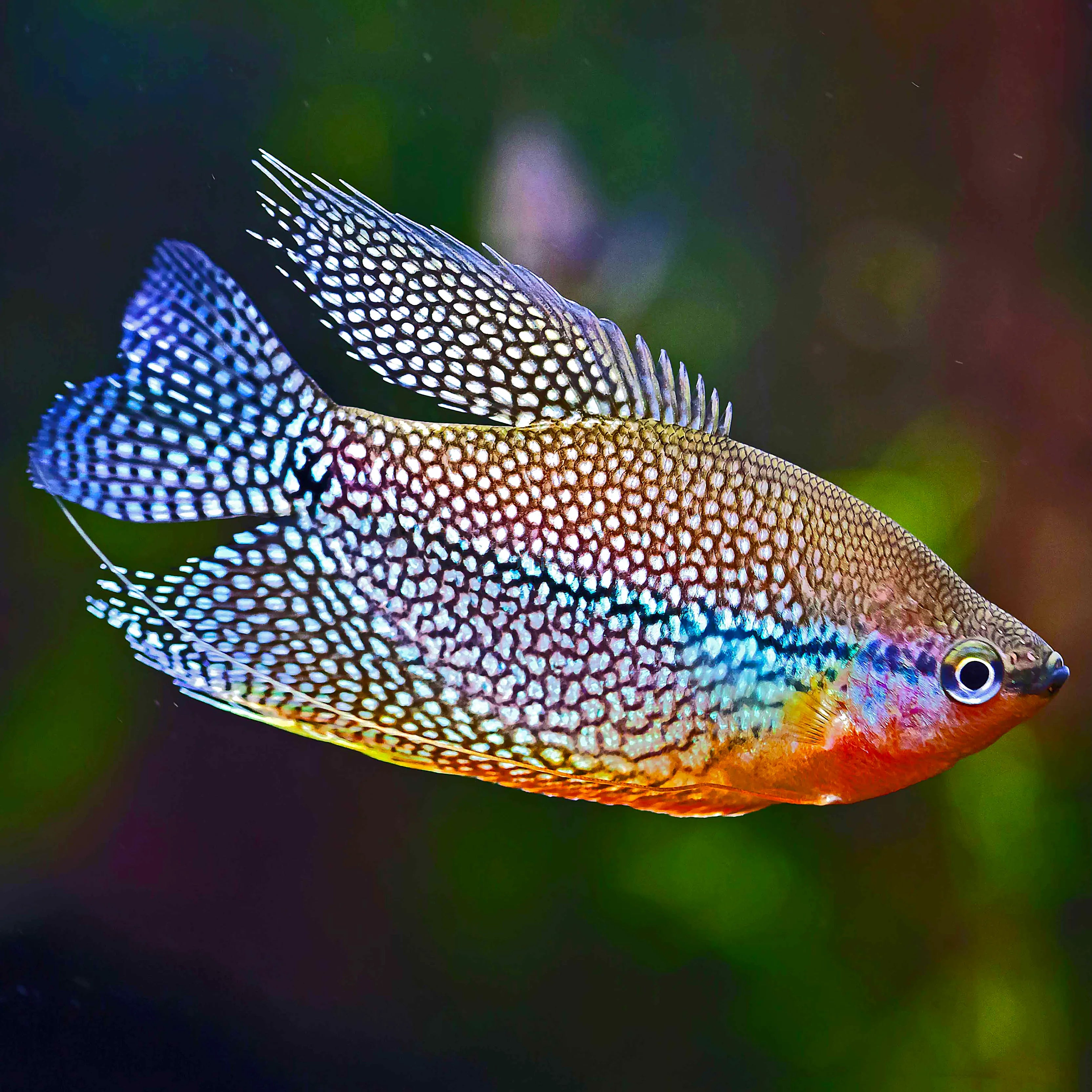Gourami Pearl