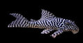 Hypancistrus Sp. King Tiger L066