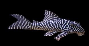 Hypancistrus Sp. King Tiger L066
