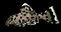 Leporacanthicus joselimai - Sultan L264