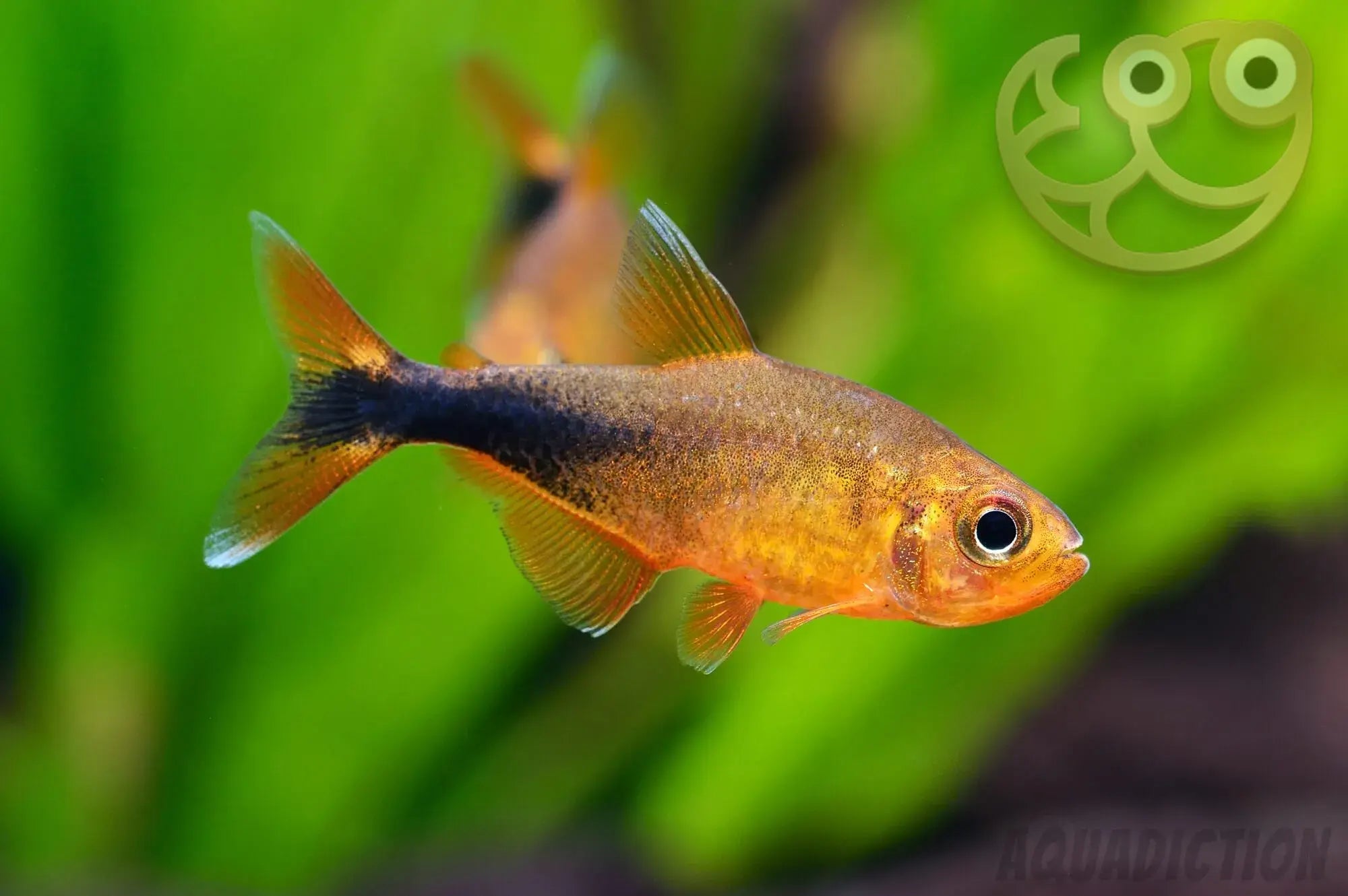 Hyphessobrycon Moniliger "Jeweled Golden Tetra"