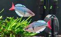 Melanotaenia sp. "Kali Tawa"