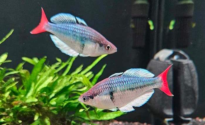 Melanotaenia sp. "Kali Tawa"