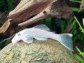 Ancistrus Sp. Snow White 1.25"