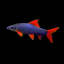 Rainbow Shark