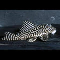 Hypancistrus Sp. Black & White L333