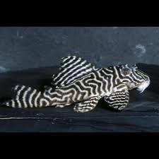 Hypancistrus Sp. Black & White L333